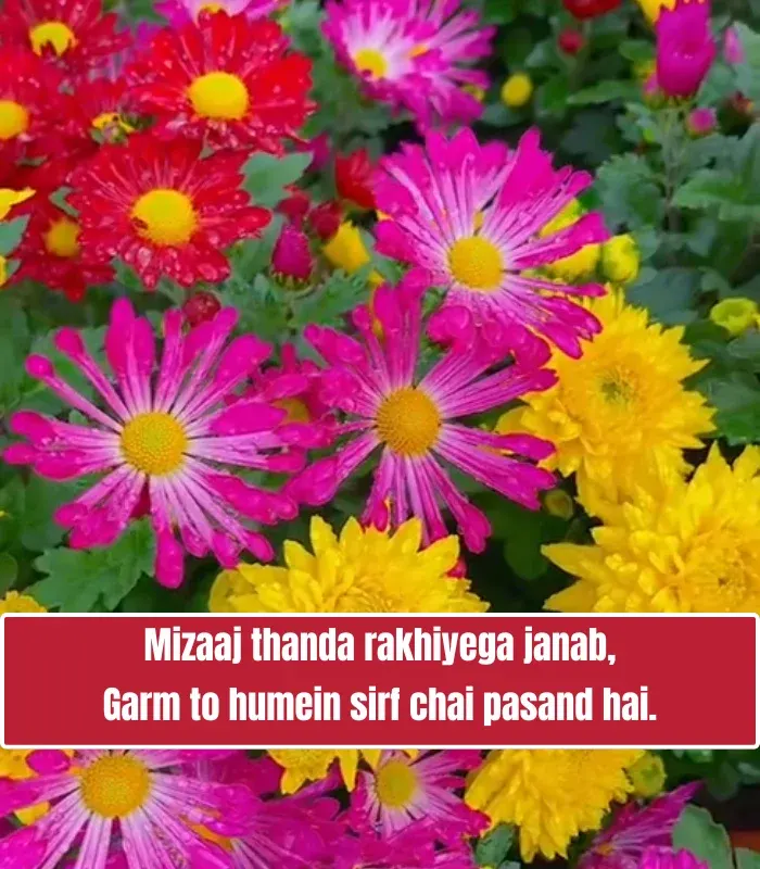 2 Line Love Shayari in English, Attitude
