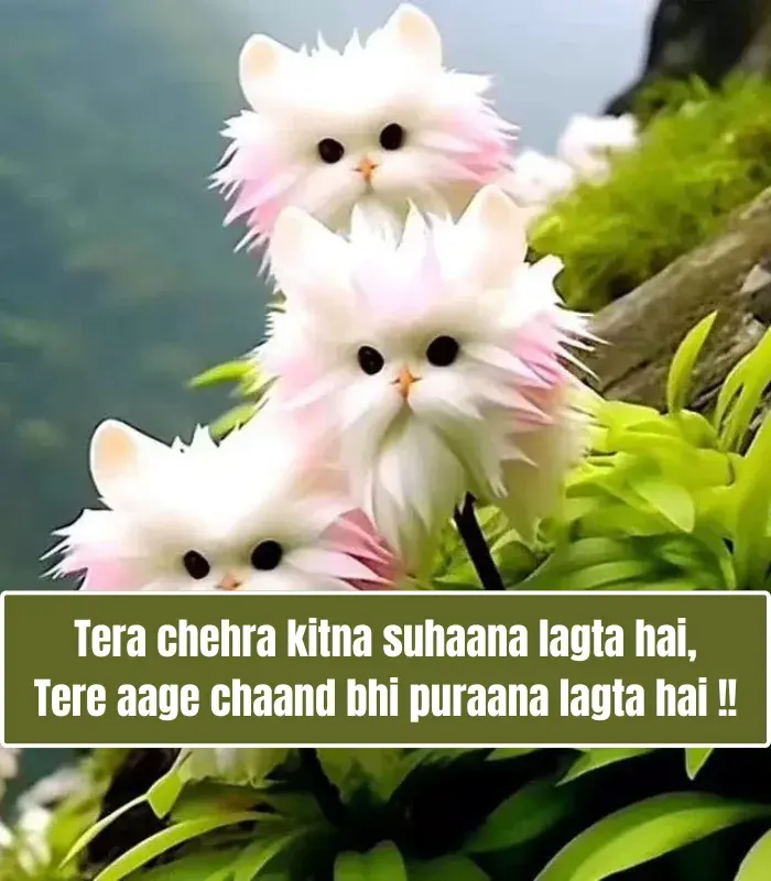 Khubsurat Tareef Shayari for Beautiful Girl in English Khubsurat Tareef Shayari for Beautiful Girl in English