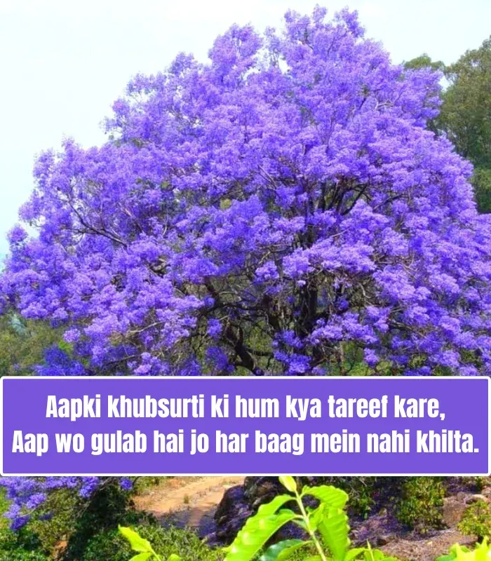 Tareef Shayari for Beautiful Girl in English in Hindi Tareef Shayari for Beautiful Girl in English in Hindi